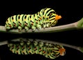 Caterpillar butterfly mahaon close-up on a black background with unusual reflection Royalty Free Stock Photo