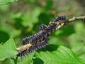 Caterpillar of butterfly Nymphalis antiopa.