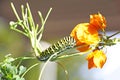 Caterpillar of butterfly Papilio machaon