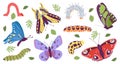 Caterpillar and butterfly. Pupa caterpillars and beautiful butterflies. Baby insects wildlife, isolated spring summer