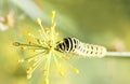 Caterpillar of butterfly swallowtail - machaon, feeds on dill - fennel, top view Royalty Free Stock Photo