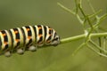 Caterpillar Butterfly Tail-to-Swallow - Papilio machaon