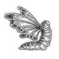 Caterpillar with butterfly wings sketch vector