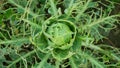 Caterpillar cabbage butterfly bitten holes eating nibble field large white leaf green moth Pieris brassicae cole crops Royalty Free Stock Photo