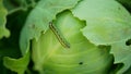 Caterpillar cabbage butterfly field large white leaf bitten holes eating nibble green moth Pieris brassicae cole crops Royalty Free Stock Photo