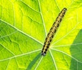 Caterpillar of a cabbage butterfly