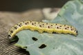 Caterpillar of Cabbage White Butterfly, Pieris sp Royalty Free Stock Photo