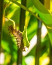 Caterpillar of a Cairns Birdwing Butterfly