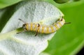 Caterpillar on a Calotropis Royalty Free Stock Photo