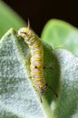 Caterpillar on a Calotropis Royalty Free Stock Photo