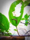 Caterpillar eating leaves Royalty Free Stock Photo