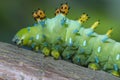 Caterpillar, Cecropia Moth Royalty Free Stock Photo