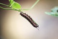 Caterpillar at the end of the leaf. Royalty Free Stock Photo