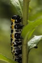 Caterpillar Royalty Free Stock Photo