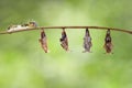 Caterpillar and chrysalis of emerged Black-veined sergeant butte