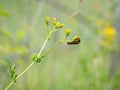 Caterpillar of cinnabar moth, Tyria jacobaeae, on Ragwort. Royalty Free Stock Photo