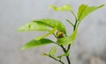 A Caterpillar on Citrus Leaves Royalty Free Stock Photo