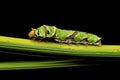 A Caterpillar Citrus Swallowtail Royalty Free Stock Photo