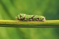 A Caterpillar Citrus Swallowtail Royalty Free Stock Photo