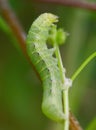 a caterpillar is climbing a leaf stem Royalty Free Stock Photo