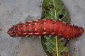 Caterpillar Climbing over a leaf