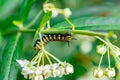 Caterpillar climbing a plant and eating Royalty Free Stock Photo