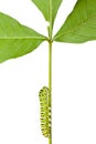 Caterpillar climbing on stem Royalty Free Stock Photo