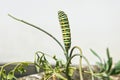 Caterpillar climbing on a stem Royalty Free Stock Photo