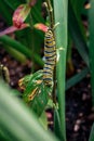 Caterpillar climbing up a leaf Royalty Free Stock Photo