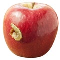 A caterpillar climbs out of a hole in a red apple Royalty Free Stock Photo