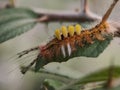 a caterpillar clinging to a green leaf in a park Royalty Free Stock Photo