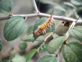 a caterpillar clinging to a green leaf in a park Royalty Free Stock Photo