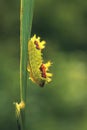 Caterpillar Royalty Free Stock Photo