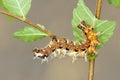 Caterpillar