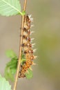 Caterpillar Royalty Free Stock Photo