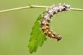 Caterpillar Royalty Free Stock Photo