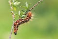 Caterpillar Royalty Free Stock Photo