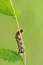 Caterpillar