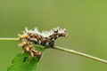 Caterpillar Royalty Free Stock Photo