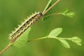 Caterpillar Royalty Free Stock Photo