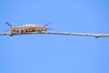 Caterpillar Royalty Free Stock Photo