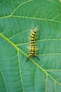 Caterpillar