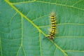 Caterpillar Royalty Free Stock Photo