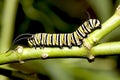 Caterpillar closeup. Royalty Free Stock Photo