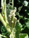 Caterpillar closeup