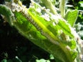 Caterpillar closeup