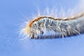 Caterpillar closeup macro Royalty Free Stock Photo