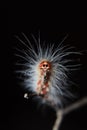 Strange face Caterpillar closeup macro photo Royalty Free Stock Photo