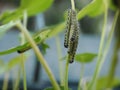 Caterpillar Cluster Royalty Free Stock Photo