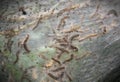 Butterfly transformation closeup caterpillar cocoon trees invaders